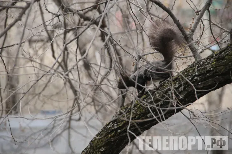 Настасьин день: сухой и легкий снег предвещает засушливое лето