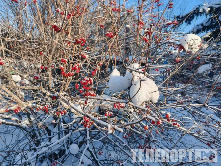 Сочевник, или Сочельник: на стол готовят 12 разных блюд - по числу апостолов