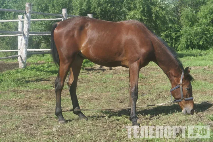Степанов день: снегопад предвещает урожай на ягоды и грибы летом