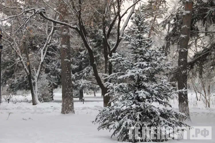 Крепкие морозы ожидаются в Приамурье 10 января