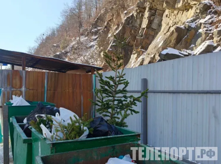 Новогоднюю елку можно не выбрасывать до весны