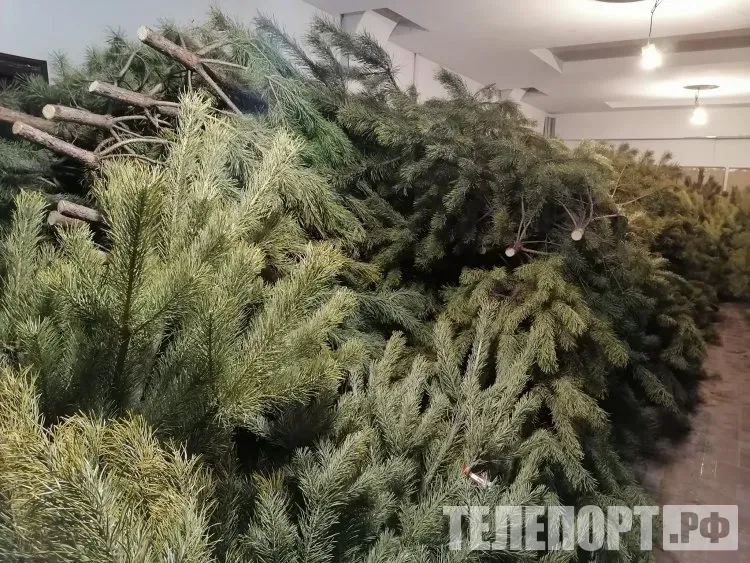 Эксперт назвал оптимальный срок пребывания живой елки в доме