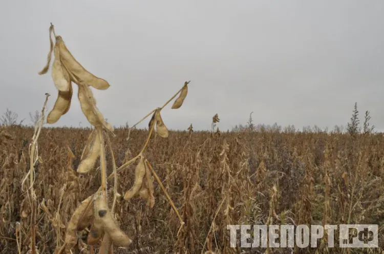 Экспорт сои из Амурской области в Китай превысил 7 тысяч тонн за две недели