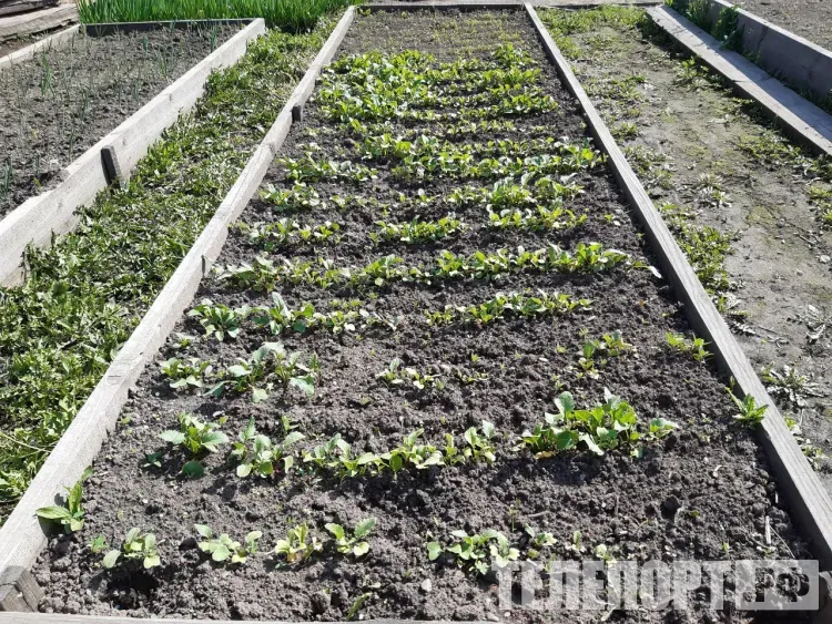 Подготовку к дачному сезону можно начинать в январе