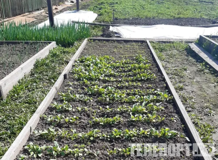 Амурчане самовольно занимают земли и не используют свои участки