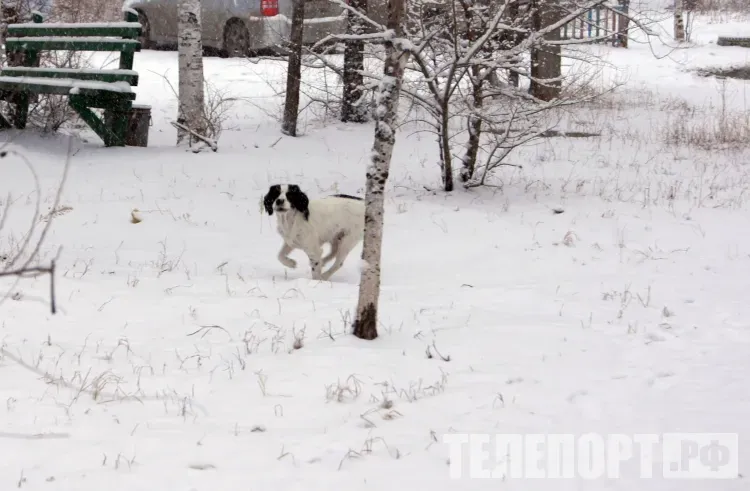 Хозяйка виновата: в Благовещенске собака попала в ДТП во время самовыгула