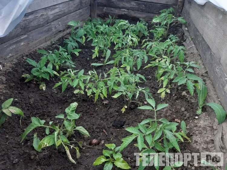 Сезон рассады: что сеять в феврале и как ухаживать за всходами перца, сельдерея