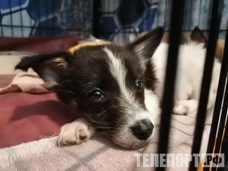 Новых хозяев обрели 325 бездомных собак за год в Приамурье