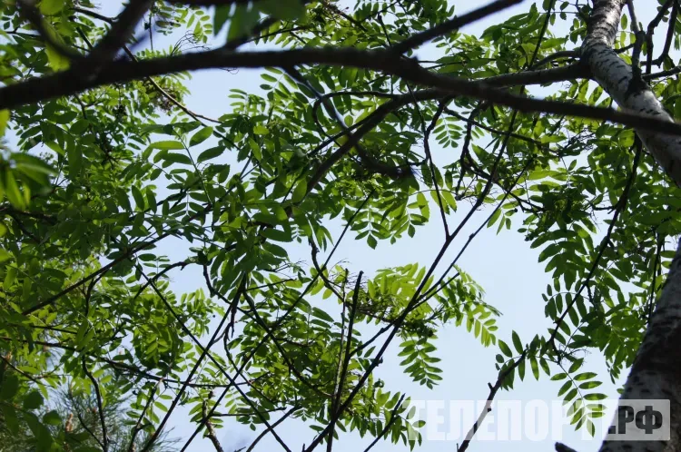 Американский клен и борщевик начнут массово уничтожать в России