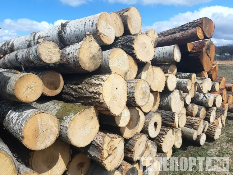 Березы на территории памятника природы вырубил на дрова житель Приамурья