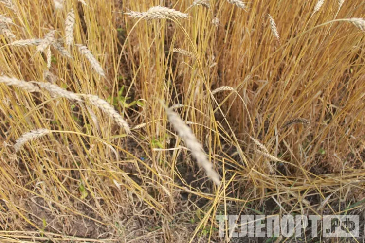 Искусственный интеллект помогает Россельхознадзору выявлять нарушения