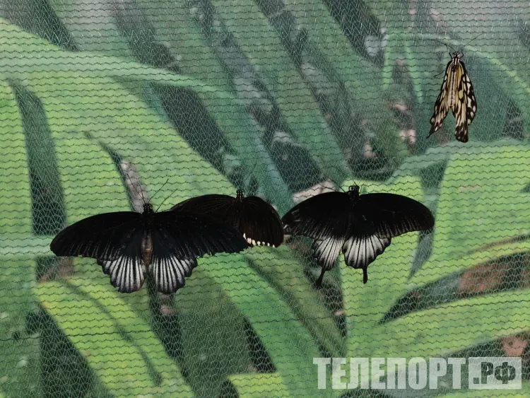 Новые для России виды бабочек обнаружили в Приморье