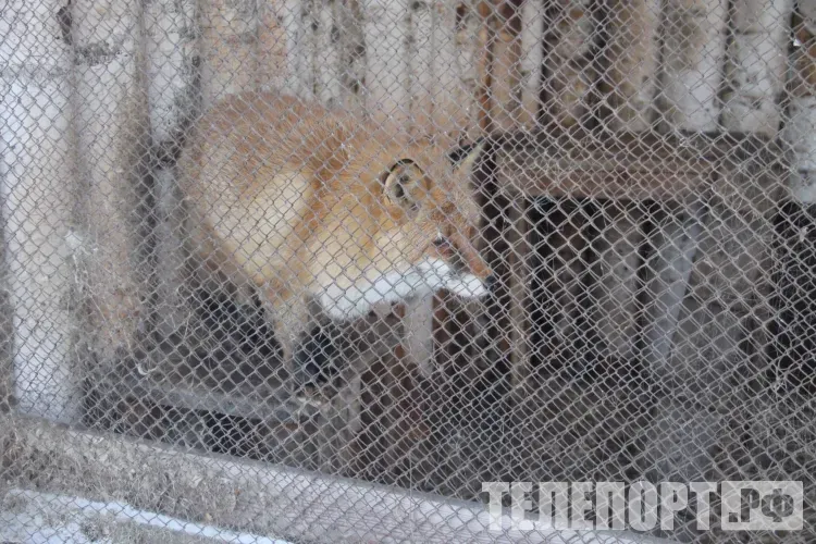 Бешенство подтверждено у лисиц в Амурской области
