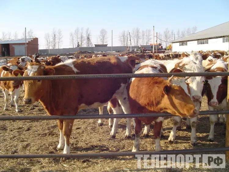 Вакцину против трех типов ящура вводят животным в Приамурье