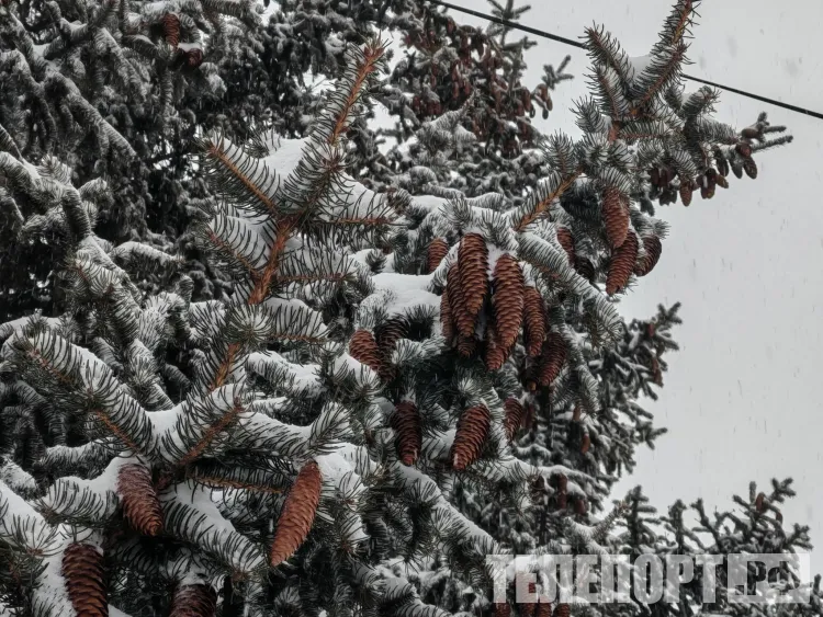 Днем по западным районам Амурской области 3 марта небольшой, местами умеренный снег