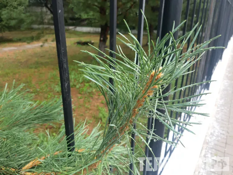 Срубивший 50 сосен к новогодним праздникам амурчанин пойдет под суд