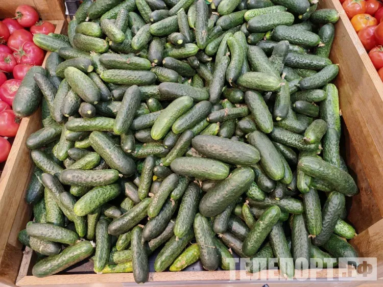 Выращивать огурцы на балконе или даче призвали россиян