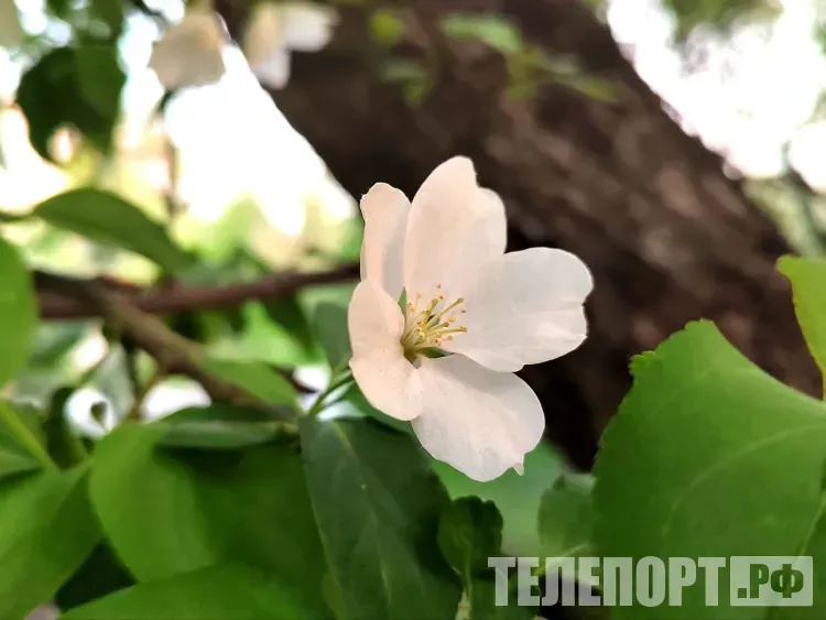 Яблони, груши, сливы и вишни подготовить к дачному сезону советует эксперт политехнического университета