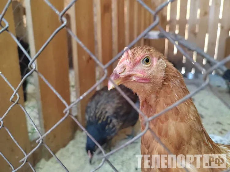 Тысячи домашних птиц привили от гриппа в Приамурье