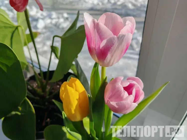 Аллергия на цветы: о причинах, симптомах и действиях при реакции рассказала эксперт Пироговского медицинского университета