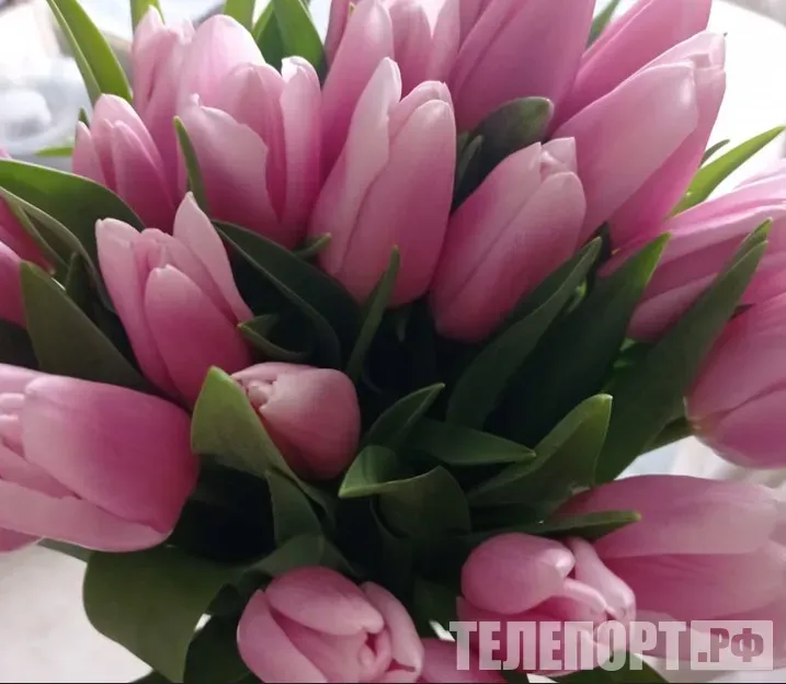 Цветы на 8 Марта: как надолго сохранить праздничный букет 