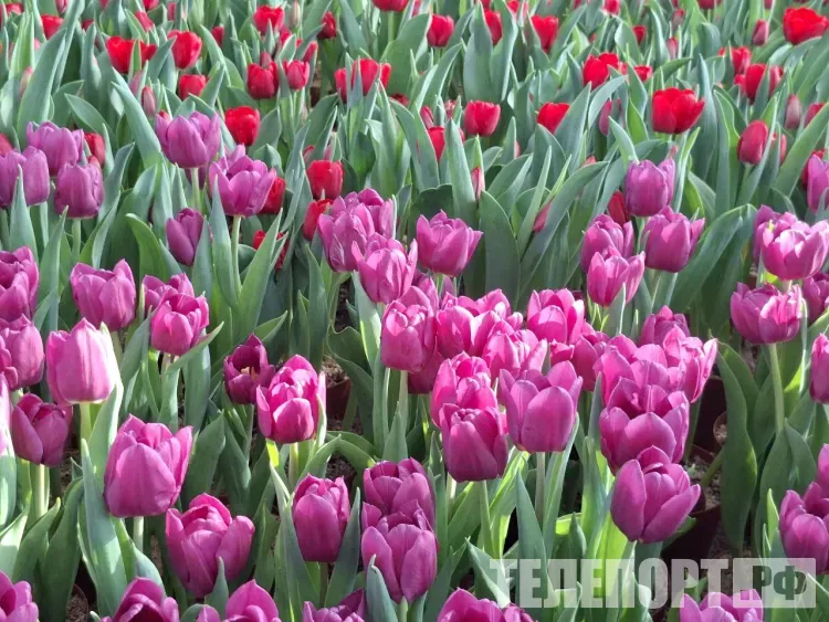 8 Марта: как день борьбы превратился в праздник весны и цветов