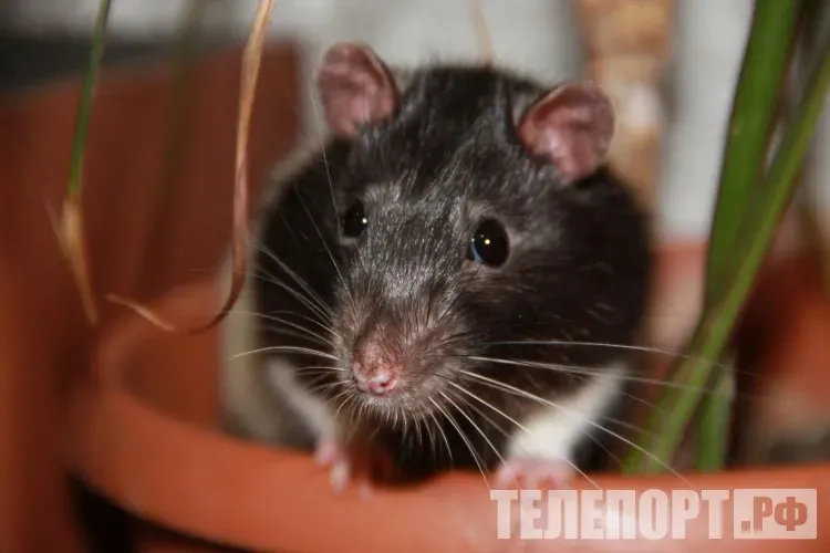 Огурцы, мыши, автозапчасти: россиянки рассказали о необычных подарках на 8 Марта