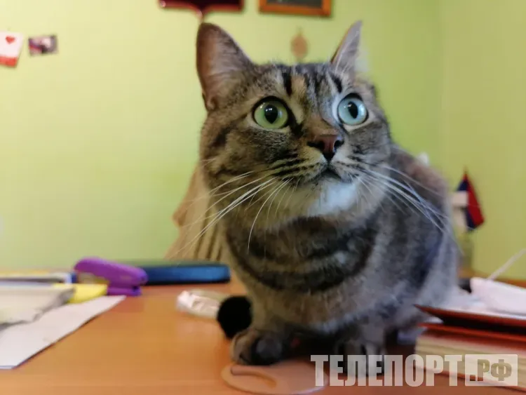 Ветеринары Приамурья с начала года поставили более 17 тысяч прививок от бешенства