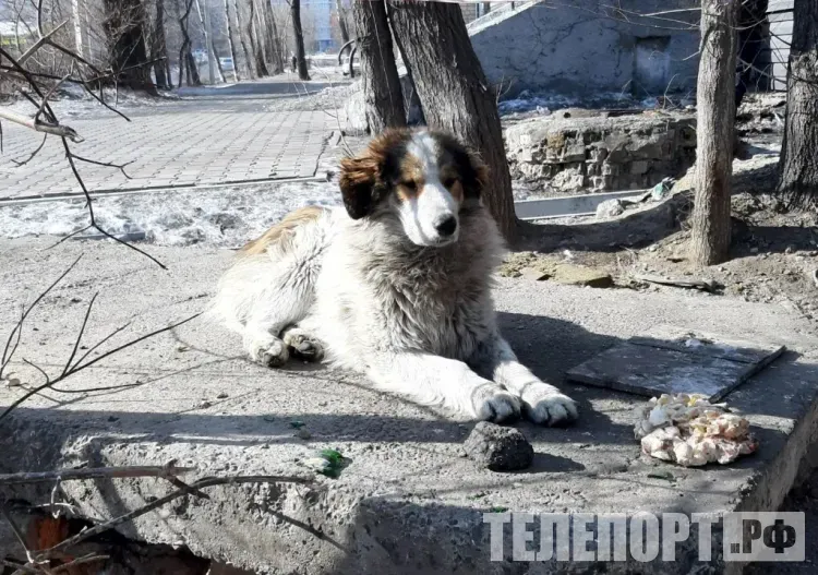 Стая агрессивных собак нападает на людей возле школы в Благовещенске