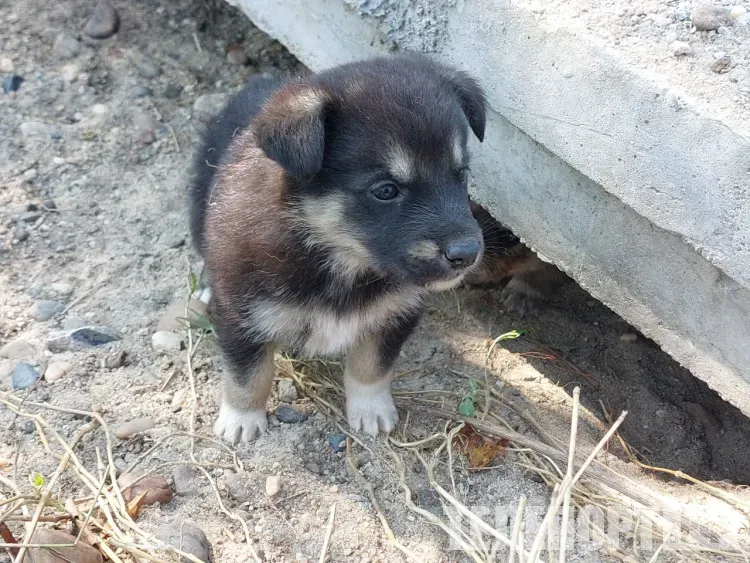 Выставки, одежда и гаджеты: на что готовы потратить деньги владельцы собак в России