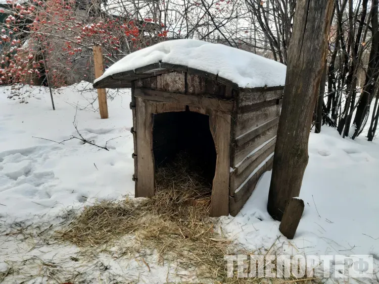 Второе наказание за агрессивную собаку получит житель Приамурья