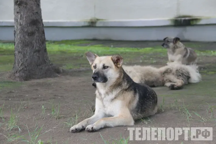 Психотравму получила девочка, за которой бежала собака с биркой