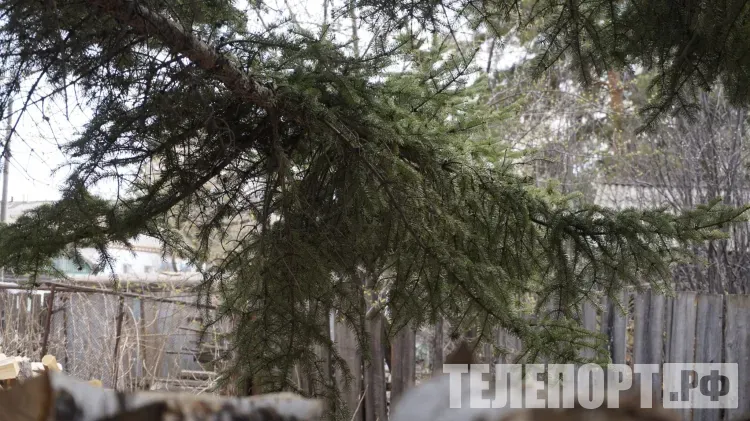 Деревья из Китая предложили посадить в Благовещенске