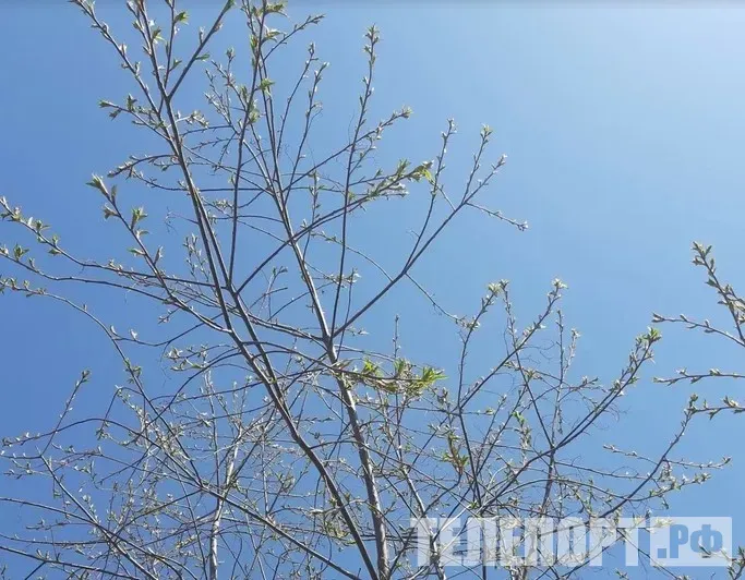 Весеннее тепло придет в Амурскую область 22 марта