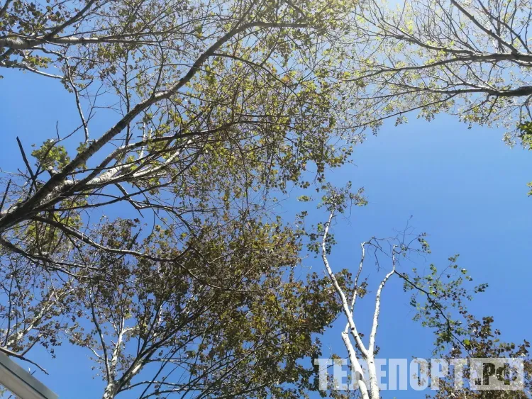 Клещей в 2026 году будет больше, чем в 2025