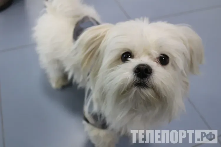 Овчарка покусала маленькую собачку, забравшись на чужой дачный участок