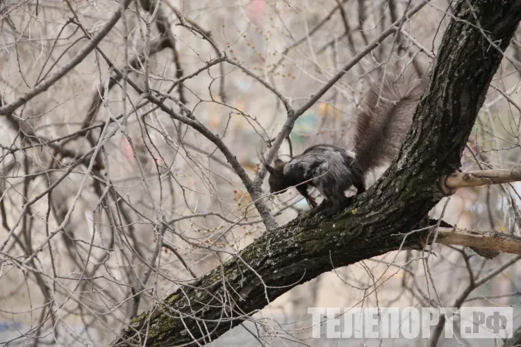 Мокрый снег, дождь пройдут местами в Амурской области 28 марта 