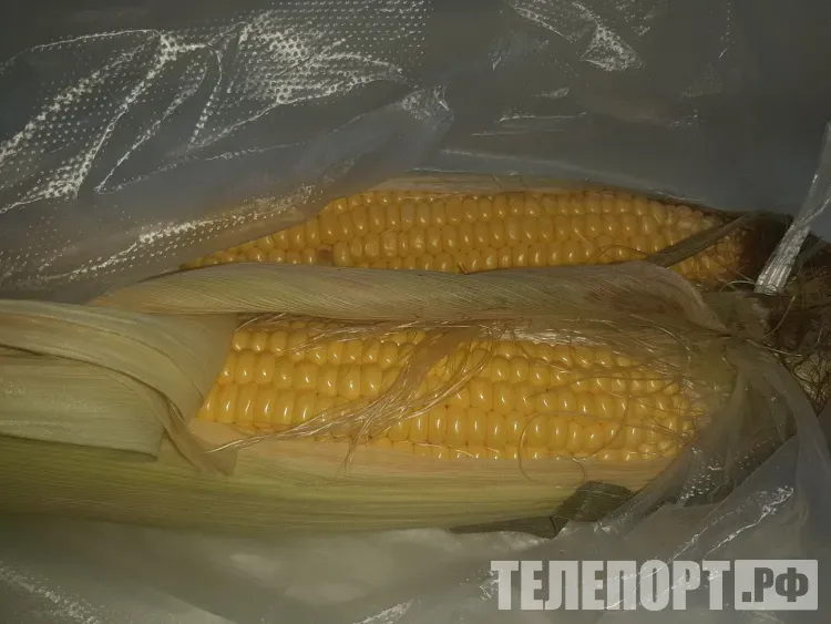 Более тысячи тонн амурской кукурузы экспортировали в Монголию с начала года