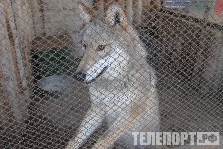 Волк зашел в село и напал на местного жителя в Приамурье
