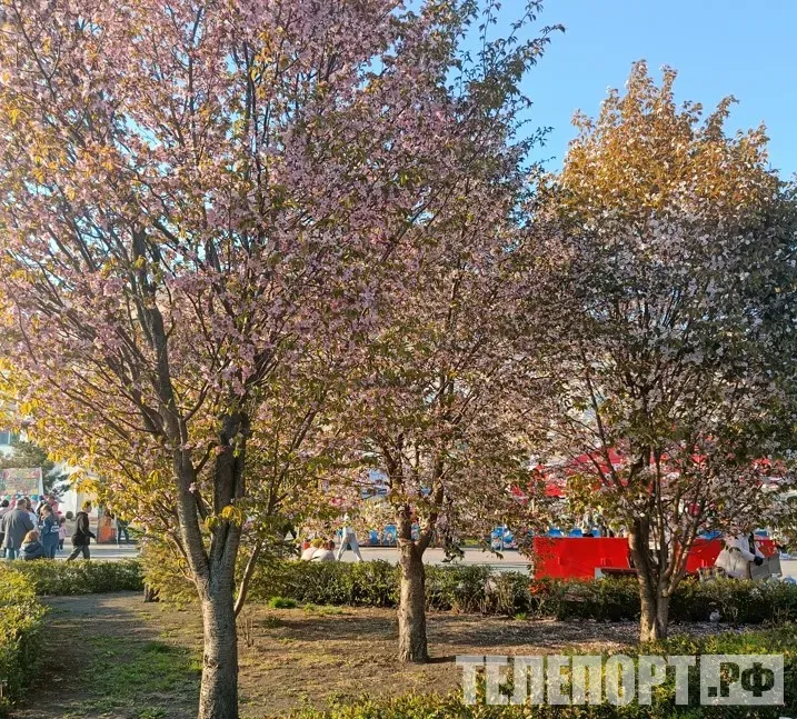 Май в России будет около нормы, а на Дальнем Востоке выше нормы