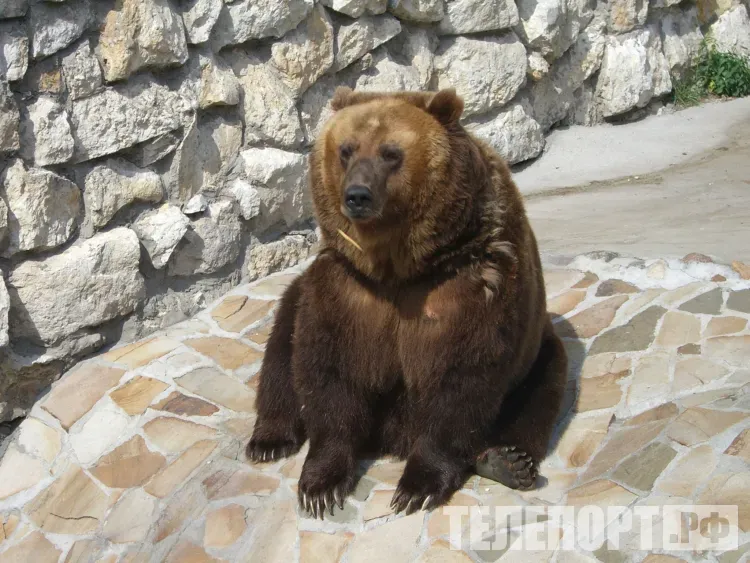 Стресс у медведя: как он влияет на выбор берлоги