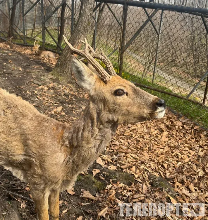 Амурчанин хотел оспорить иск о возмещении ущерба за незаконную охоту на косулю