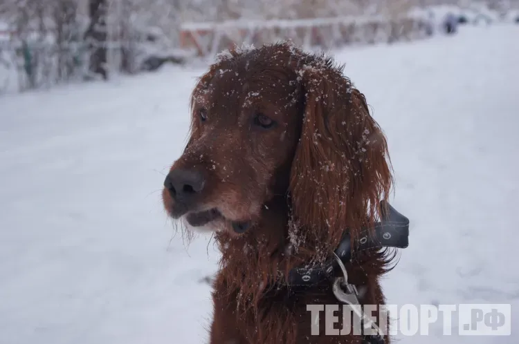 Пес на привязи напал на мальчика, который был во дворе у своих друзей