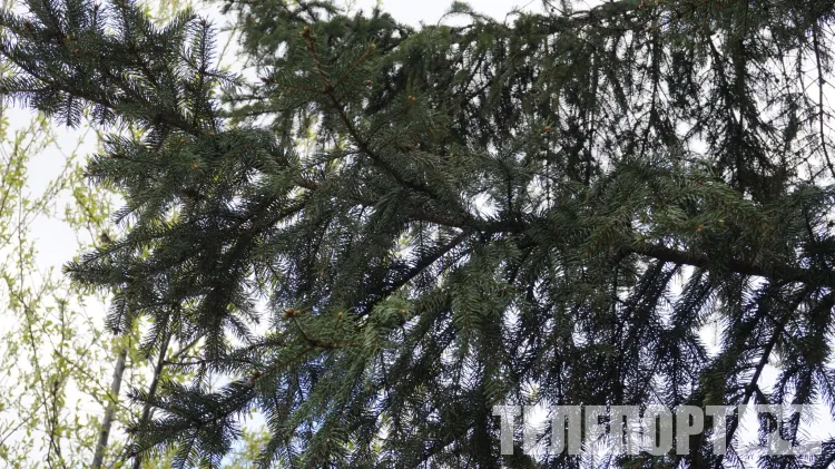 Небольшие и умеренные осадки пройдут в Амурской области 29 апреля