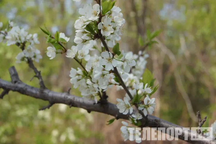 Каждый второй благовещенец проведет майские праздники дома