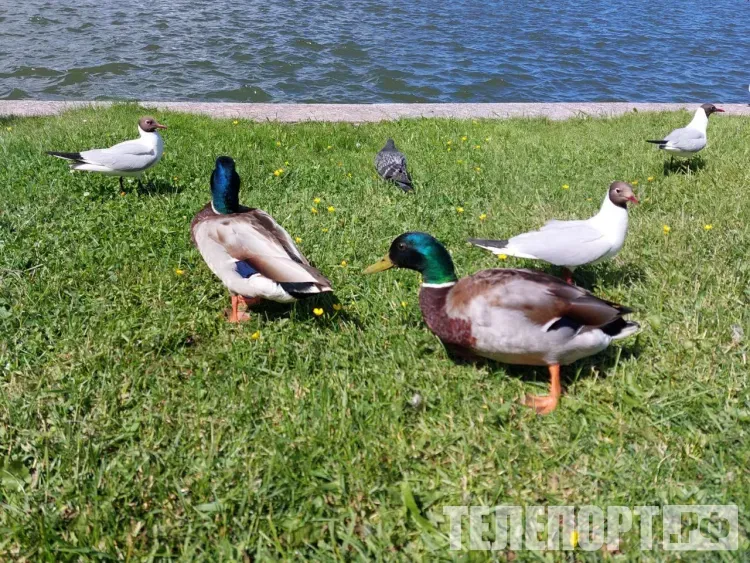 Весенняя охота на гусей и уток стартует на севере Приамурья