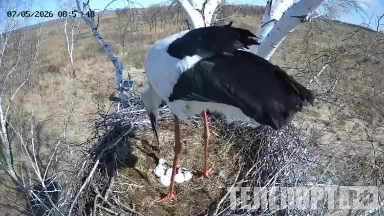Первые птенцы вылупились у дальневосточных аистов Амура и Зеи