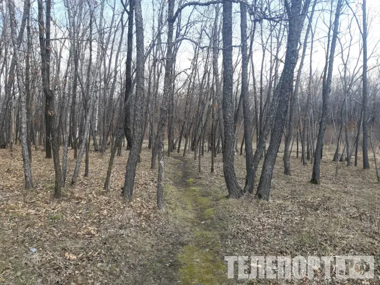 Заблудившихся в Приамурье девочек нашли спасатели