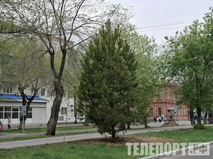 Сосны и ели из Пермского края высадили в Благовещенске