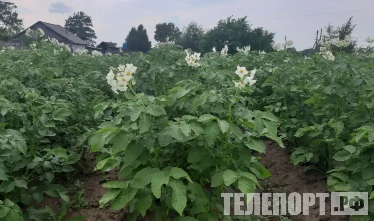 Посадку картофеля и сев овощей начали в Благовещенском округе